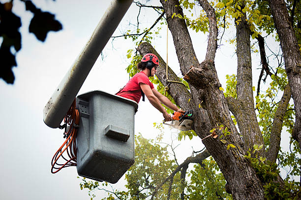 How Our Tree Care Process Works  in Timmonsville, SC